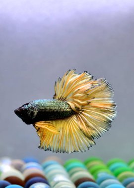 Beta balığı Halfmoon, Crowntail, Halfmoon Plakat, Veiltail and Wild Betta Tayland 'dan, Siyam dövüş balığı Siyah, Mavi veya Gri Arka plan