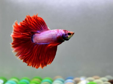 Beta balığı Halfmoon, Crowntail, Halfmoon Plakat, Veiltail and Wild Betta Tayland 'dan, Siyam dövüş balığı Siyah, Mavi veya Gri Arka plan