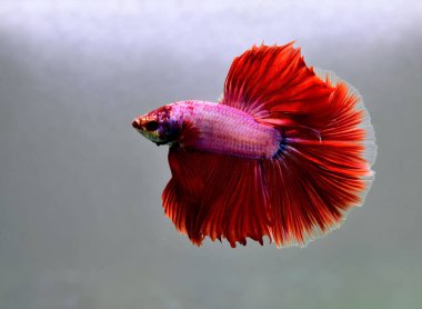 Beta balığı Halfmoon, Crowntail, Halfmoon Plakat, Veiltail and Wild Betta Tayland 'dan, Siyam dövüş balığı Siyah, Mavi veya Gri Arka plan