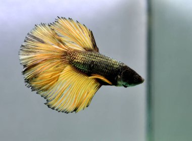 Beta balığı Halfmoon, Crowntail, Halfmoon Plakat, Veiltail and Wild Betta Tayland 'dan, Siyam dövüş balığı Siyah, Mavi veya Gri Arka plan