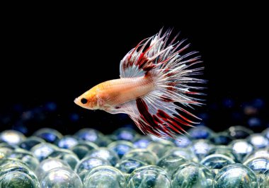 Beta balığı Halfmoon, Crowntail, Halfmoon Plakat, Veiltail and Wild Betta Tayland 'dan, Siyam dövüş balığı Siyah, Mavi veya Gri Arka plan