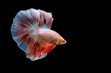 Beta balığı Halfmoon, Crowntail, Halfmoon Plakat, Veiltail and Wild Betta Tayland 'dan, Siyam dövüş balığı Siyah, Mavi veya Gri Arka plan