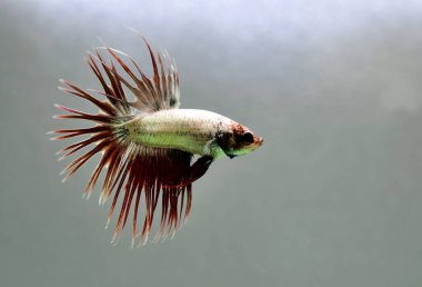 Beta balığı Halfmoon, Crowntail, Halfmoon Plakat, Veiltail and Wild Betta Tayland 'dan, Siyam dövüş balığı Siyah, Mavi veya Gri Arka plan