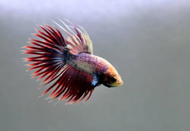 Beta balığı Halfmoon, Crowntail, Halfmoon Plakat, Veiltail and Wild Betta Tayland 'dan, Siyam dövüş balığı Siyah, Mavi veya Gri Arka plan