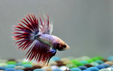 Beta balığı Halfmoon, Crowntail, Halfmoon Plakat, Veiltail and Wild Betta Tayland 'dan, Siyam dövüş balığı Siyah, Mavi veya Gri Arka plan