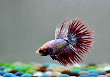 Beta balığı Halfmoon, Crowntail, Halfmoon Plakat, Veiltail and Wild Betta Tayland 'dan, Siyam dövüş balığı Siyah, Mavi veya Gri Arka plan
