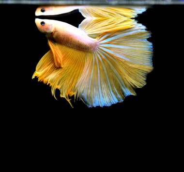 Beta balığı Halfmoon, Crowntail, Halfmoon Plakat, Veiltail and Wild Betta Tayland 'dan, Siyam dövüş balığı Siyah, Mavi veya Gri Arka plan