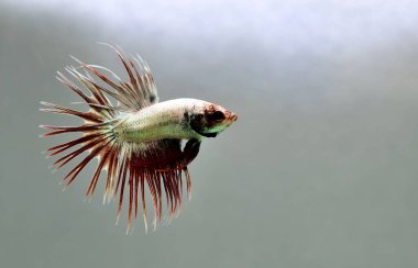 Beta balığı Halfmoon, Crowntail, Halfmoon Plakat, Veiltail and Wild Betta Tayland 'dan, Siyam dövüş balığı Siyah, Mavi veya Gri Arka plan