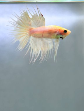 Beta balığı Halfmoon, Crowntail, Halfmoon Plakat, Veiltail and Wild Betta Tayland 'dan, Siyam dövüş balığı Siyah, Mavi veya Gri Arka plan