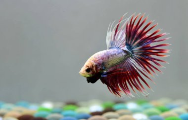 Beta balığı Halfmoon, Crowntail, Halfmoon Plakat, Veiltail and Wild Betta Tayland 'dan, Siyam dövüş balığı Siyah, Mavi veya Gri Arka plan