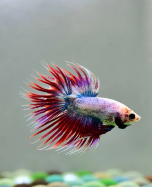 Beta balığı Halfmoon, Crowntail, Halfmoon Plakat, Veiltail and Wild Betta Tayland 'dan, Siyam dövüş balığı Siyah, Mavi veya Gri Arka plan