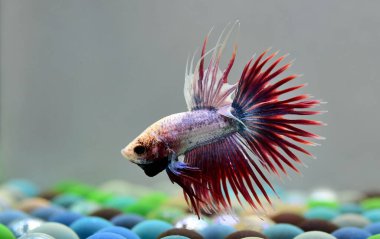Beta balığı Halfmoon, Crowntail, Halfmoon Plakat, Veiltail and Wild Betta Tayland 'dan, Siyam dövüş balığı Siyah, Mavi veya Gri Arka plan