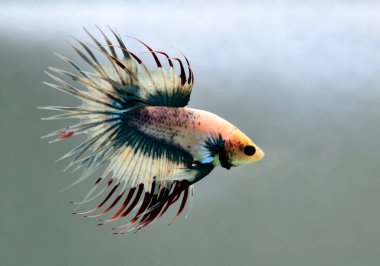 Beta balığı Halfmoon, Crowntail, Halfmoon Plakat, Veiltail and Wild Betta Tayland 'dan, Siyam dövüş balığı Siyah, Mavi veya Gri Arka plan