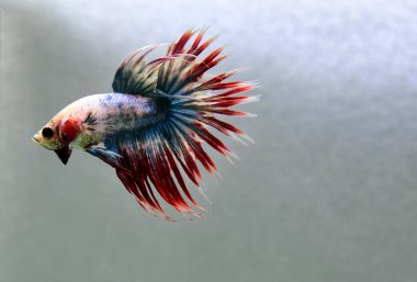 Beta balığı Halfmoon, Crowntail, Halfmoon Plakat, Veiltail and Wild Betta Tayland 'dan, Siyam dövüş balığı Siyah, Mavi veya Gri Arka plan