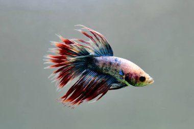 Beta balığı Halfmoon, Crowntail, Halfmoon Plakat, Veiltail and Wild Betta Tayland 'dan, Siyam dövüş balığı Siyah, Mavi veya Gri Arka plan