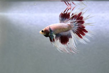 Beta balığı Halfmoon, Crowntail, Halfmoon Plakat, Veiltail and Wild Betta Tayland 'dan, Siyam dövüş balığı Siyah, Mavi veya Gri Arka plan