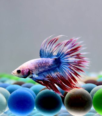 Beta balığı Halfmoon, Crowntail, Halfmoon Plakat, Veiltail and Wild Betta Tayland 'dan, Siyam dövüş balığı Siyah, Mavi veya Gri Arka plan