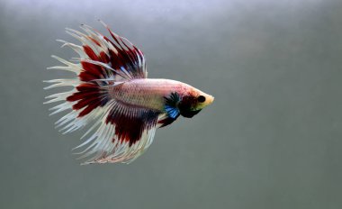 Beta balığı Halfmoon, Crowntail, Halfmoon Plakat, Veiltail and Wild Betta Tayland 'dan, Siyam dövüş balığı Siyah, Mavi veya Gri Arka plan