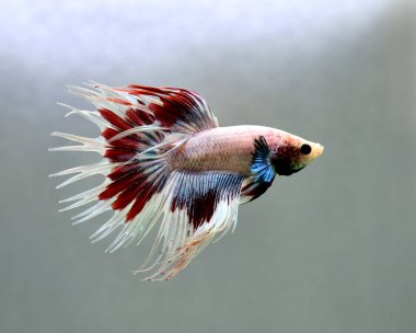 Beta balığı Halfmoon, Crowntail, Halfmoon Plakat, Veiltail and Wild Betta Tayland 'dan, Siyam dövüş balığı Siyah, Mavi veya Gri Arka plan