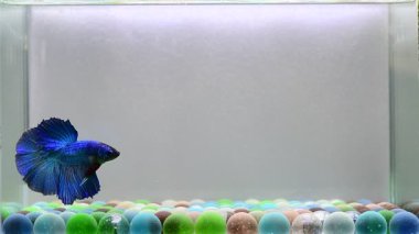 Betta fish Fancy Blue Halfmoon from Thailand, Siamese fighting fish on isolated Blue or Grey background.