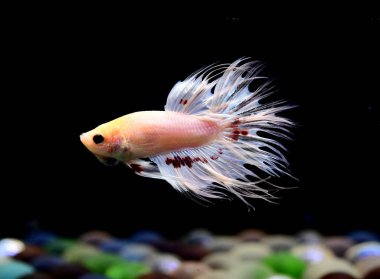 Tayland 'dan Beta balığı, yalıtılmış Kara Arkaplanda savaşan Siyam balığı