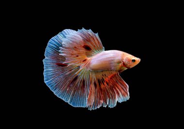 Tayland 'dan Beta balığı Vanda Firework, Kara Arkaplan' da savaşan Siyam balığı