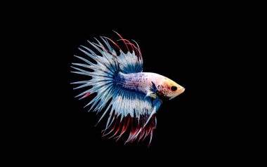 Tayland 'dan Beta balığı, yalıtılmış Kara Arkaplanda savaşan Siyam balığı