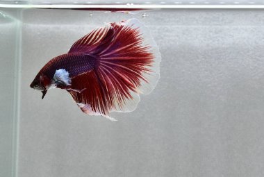 Beta balığı Süslü Dumbo Mor Yarım Ay Tayland 'dan gelen balıklarla Tayland' dan izole edilmiş siyah arka planda savaşan Siyam balığı.