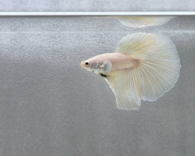 Beta balığı Fancy White Halfmoon Tayland 'dan gelen balıklarla Tayland' dan izole edilmiş gri arka planda savaşan Siyam balığı.
