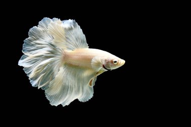Beta balığı Fancy White Platinum Flower Tails Tayland 'dan gelen balıklarla, Tayland' dan izole edilmiş siyah arka planda savaşan Siyam balığı..