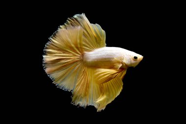 Beta balığı Fancy Gold Halfmoon Tayland 'dan gelen balıklarla savaşıyor, Siyam balığı Tayland' dan izole edilmiş siyah arka planda savaşıyor..