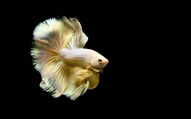 Beta balığı Fancy Gold Halfmoon Tayland 'dan gelen balıklarla savaşıyor, Siyam balığı Tayland' dan izole edilmiş siyah arka planda savaşıyor..