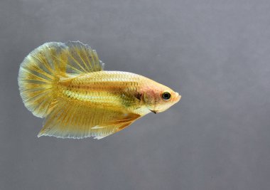 Beta balığı Fancy Gold Halfmoon Plakat Tayland 'dan gelen balıklarla Tayland' dan izole edilmiş siyah arka planda savaşan Siyam balığı.