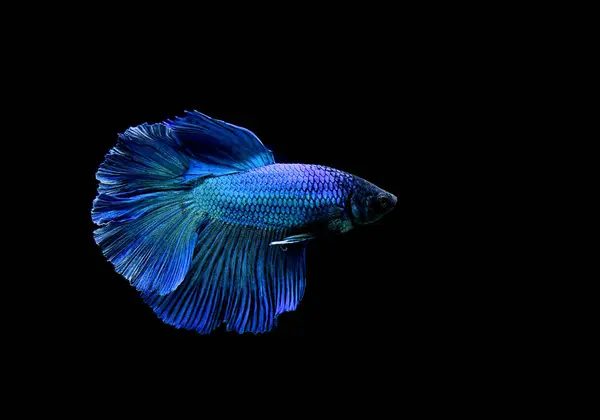 Beta balığı Süslü Mavi Ay Tayland 'dan gelen balıklarla Tayland' dan izole edilmiş siyah arka planda savaşan Siyam balığı.