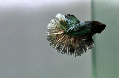 Beta balığı Süslü Bakır Yarım Ay Tayland 'dan gelen balıklarla Tayland' dan izole edilmiş gri arka planda savaşan Siyam balığı.