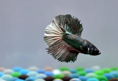 Beta balığı Süslü Bakır Yarım Ay Tayland 'dan gelen balıklarla Tayland' dan izole edilmiş gri arka planda savaşan Siyam balığı.