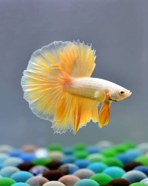 Beta balığı Fancy Gold Halfmoon Tayland 'dan gelen balıklarla savaşıyor, Siyam balığı Tayland' dan izole edilmiş siyah arka planda savaşıyor..