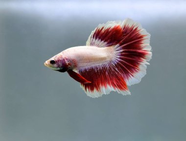 Beta balığı Fancy Red Pink Halfmoon Tayland 'dan gelen balıklarla Tayland' dan izole edilmiş gri arka planda savaşan Siyam balığı.