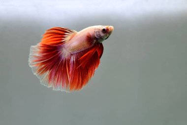 Beta balığı Fancy Red Pink Halfmoon Tayland 'dan gelen balıklarla Tayland' dan izole edilmiş gri ya da mavi arka planda savaşan Siyam balığı.