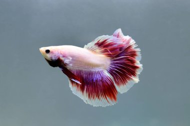 Beta balığı Fancy Red Pink Halfmoon Tayland 'dan gelen balıklarla Tayland' dan izole edilmiş gri ya da mavi arka planda savaşan Siyam balığı.