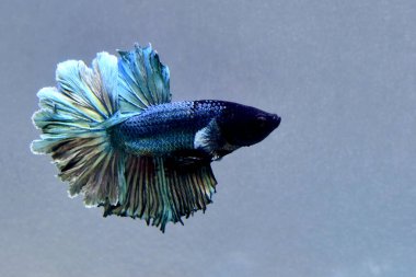 Beta balığı Süslü Bakır Yarım Ay Tayland 'dan gelen balıklarla, Siyam balıklarıyla Tayland' dan izole edilmiş gri veya mavi arka planda savaşıyor.