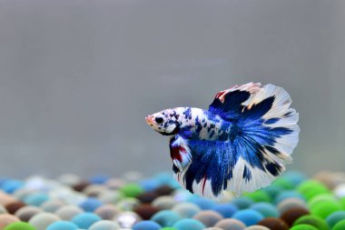 Beta balığı Fancy Blue Marble Halfmoon Tayland 'dan gelen balıklarla, Siyam balıklarıyla Tayland' dan izole edilmiş gri ya da mavi arka planda savaşıyor..