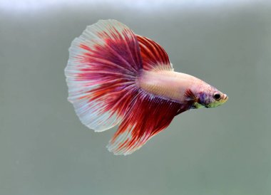 Beta balığı Fancy Red Pink Halfmoon Tayland 'dan gelen balıklarla Tayland' dan izole edilmiş gri arka planda savaşan Siyam balığı.