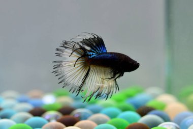 Beta balığı Fancy Dark Blue Mustard Crowntail Tayland 'dan dövüşen balıklar, Tayland' dan izole edilmiş gri veya mavi arka planda savaşan Siyam balıkları.