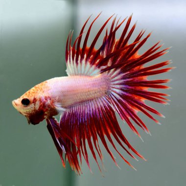 Beta balığı Fancy Red Pink Crowntail Tayland 'dan gelen balıklarla, Tayland' dan izole edilmiş gri veya mavi arka planda savaşan Siyam balıklarıyla savaşıyor..
