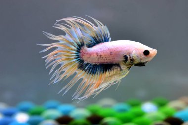 Beta balığı Fancy Blue Mustard Crowntail Tayland 'dan gelen balıklarla, Tayland' dan izole edilmiş gri ya da mavi arka planda savaşan Siyam balıklarıyla savaşıyor..