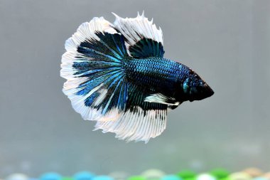 Beta balığı Süslü Kelebek Tayland 'dan gelen balıklarla Tayland' dan ayrılan gri veya Tayland 'dan gelen mavi arka planda savaşan Siyam balığı.