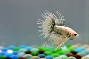 Beta balığı Fancy White Copper Crowntail Tayland 'dan gelen balıklarla, Tayland' dan izole edilmiş gri ya da mavi arka planda savaşan Siyam balıklarıyla savaşıyor..