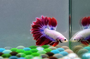 Beta balığı Fancy Red Pink Halfmoon Tayland 'dan gelen balıklarla Tayland' dan izole edilmiş gri arka planda savaşan Siyam balığı.