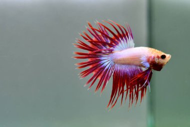 Beta balığı Fancy Red Pink Crowntail Tayland 'dan gelen balıklarla, Tayland' dan izole edilmiş gri veya mavi arka planda savaşan Siyam balıklarıyla savaşıyor..